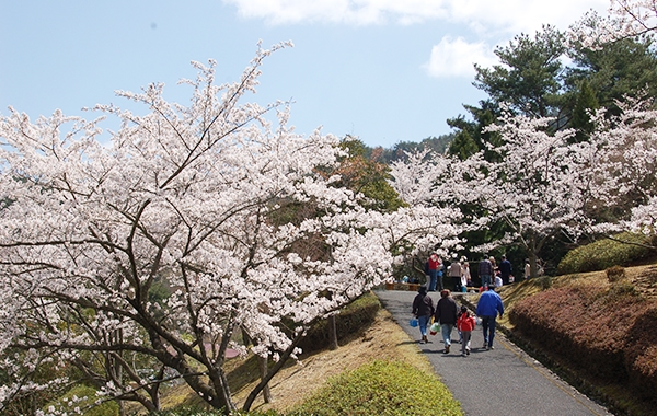 桜